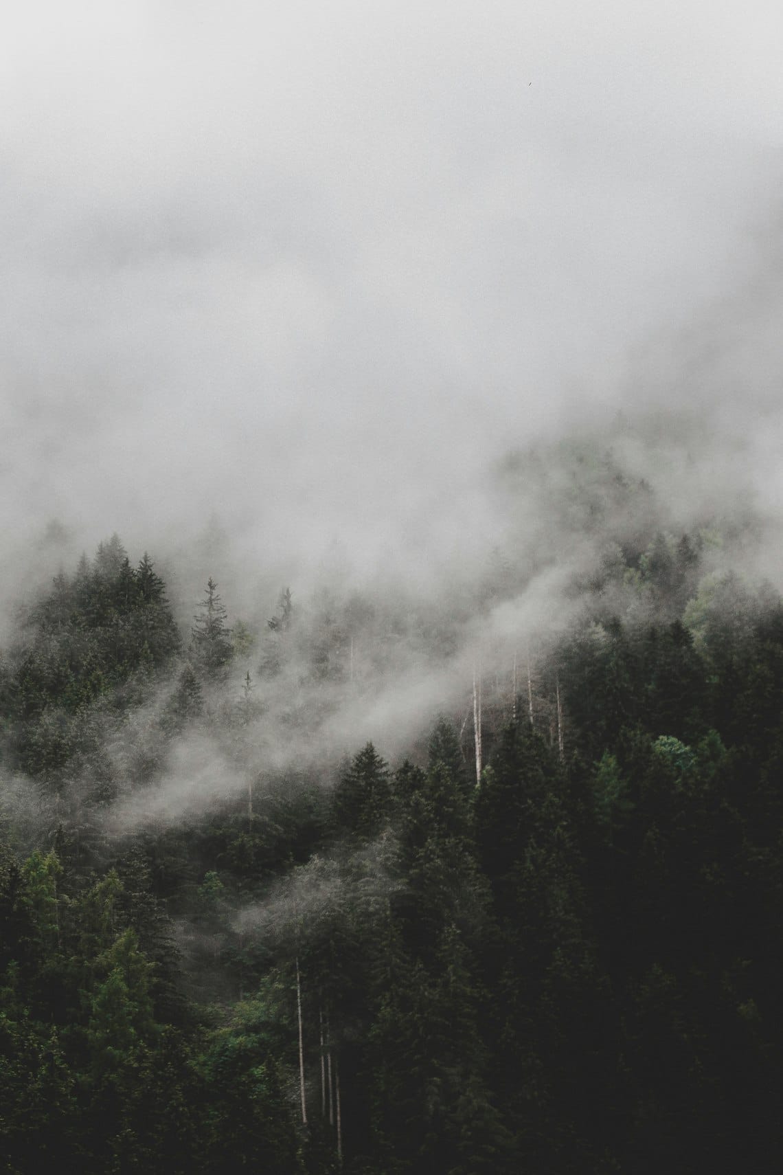 Forest in the Clouds