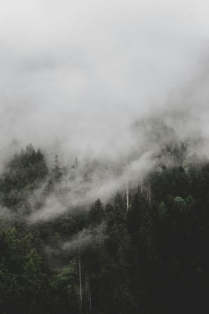 Forest in the Clouds